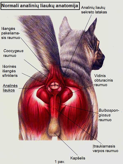Šunio normali analinių liaukų anatomija
