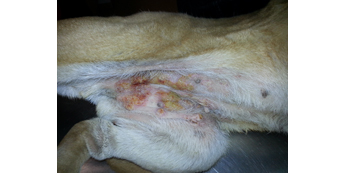 Šunų odos bakterinė infekcija (piodermija)