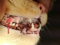 Šunų ir kačių burnos ertmės ligos