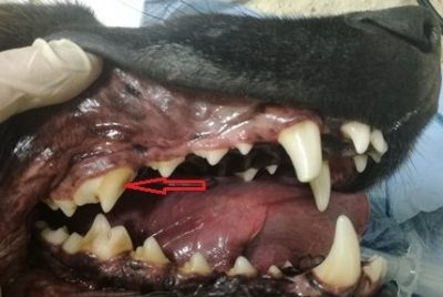 Šuns dantų apnašos