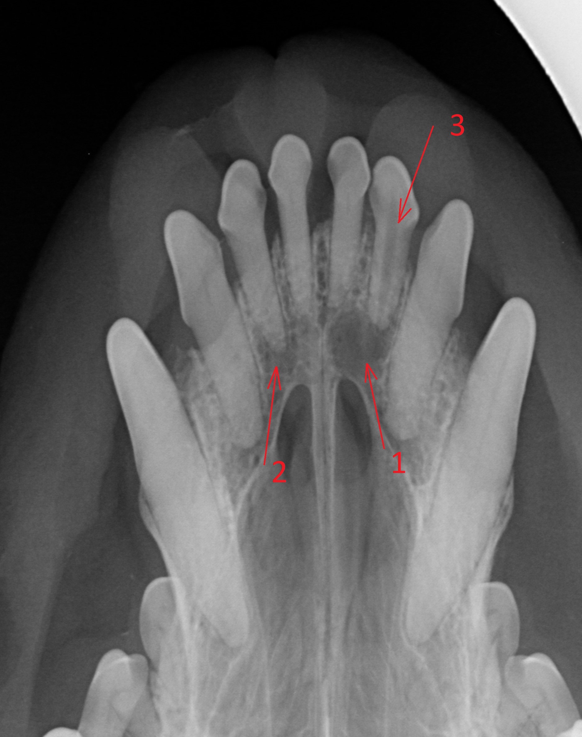 Suns dantu rentgenas1