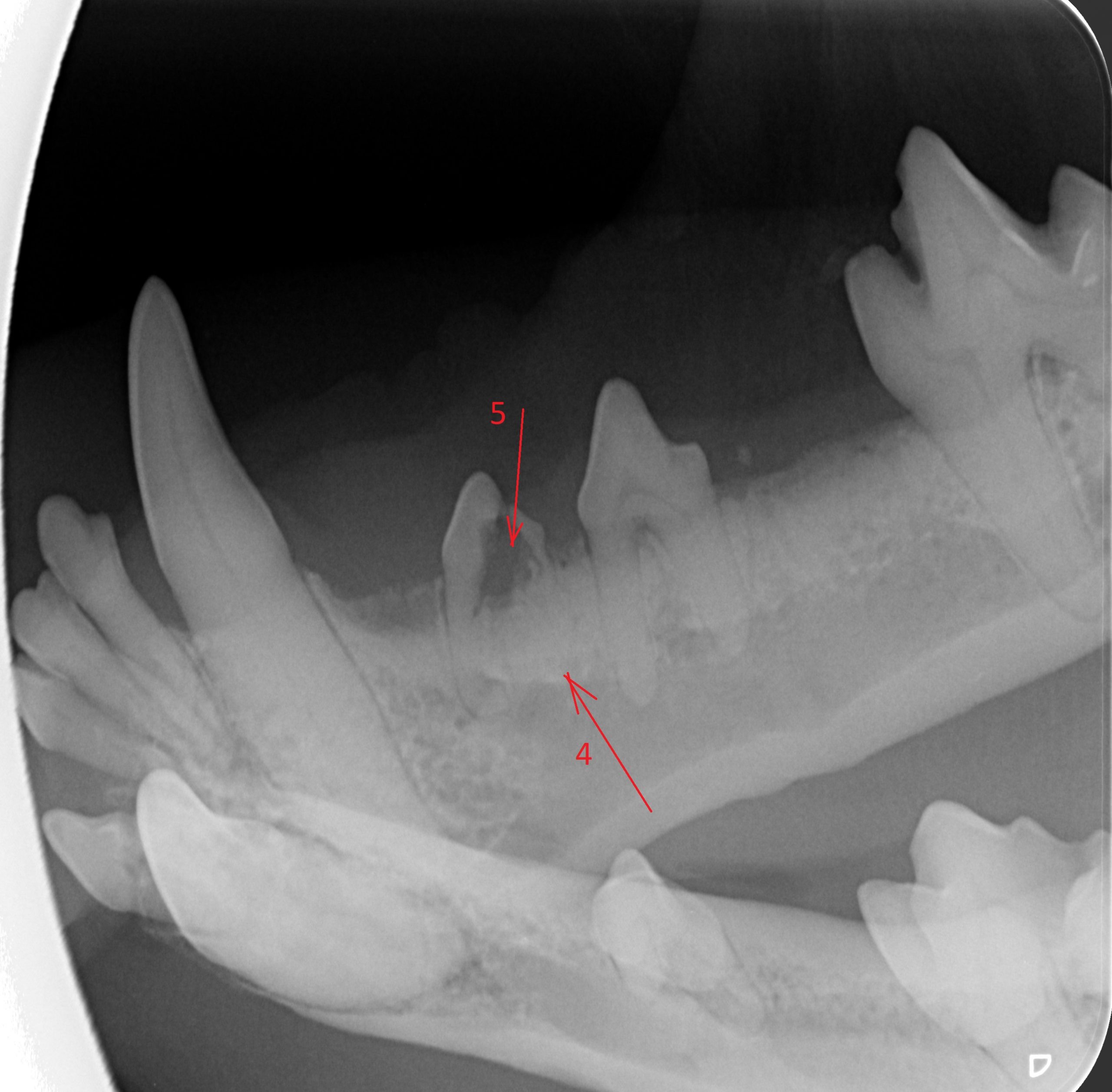 Šuns dantų rentgenas2